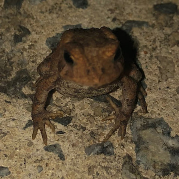 Meet your Posher, Ricardo - Picture 1 of 1